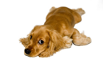 Image showing English Cocker Spaniel