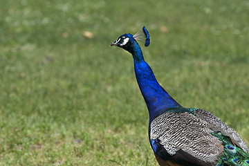 Image showing Peacock is walking on a green field
