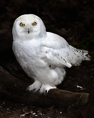 Image showing Snowy Owl