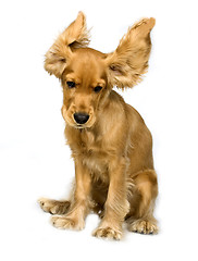 Image showing English Cocker Spaniel