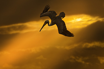 Image showing Flying pelican looking for its pray 