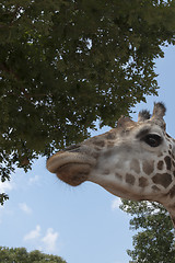 Image showing Giraffes portrait