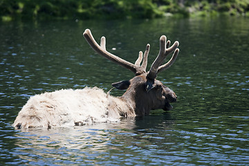 Image showing Roosevelt Elk is taking a bath