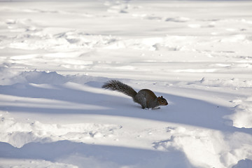 Image showing Squirrel in Center Park New York at winter time