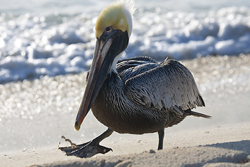 Image showing Pelican is walking on a shore