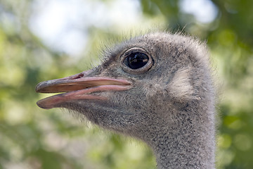 Image showing Portrait of Ostrich