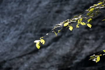 Image showing Finger lakes region waterfall in the summer