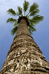 Image showing Palm 