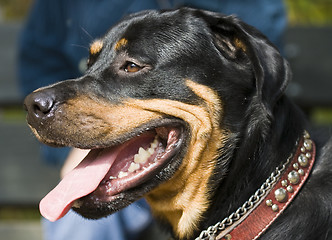 Image showing Rottweiler 