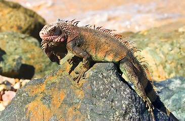 Image showing Iguana