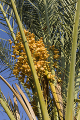 Image showing  Dates palmtree