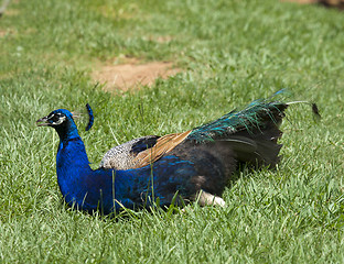 Image showing Peacock is resting on grass