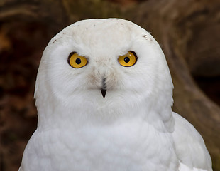 Image showing Snowy Owl