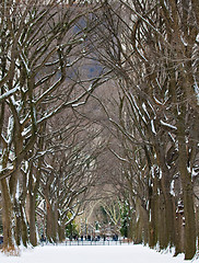 Image showing Winter in a park 