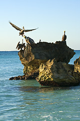 Image showing Caribbean sea. Pelicans sitting on a rock 