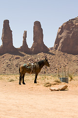 Image showing Horse. Monument Valley 