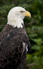 Image showing Bald eagle