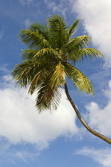 Image showing Caribbean. Palm-tree 