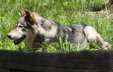 Image showing Resting wolf