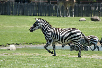 Image showing Running zebras