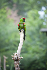 Image showing Thick-biller Parrot