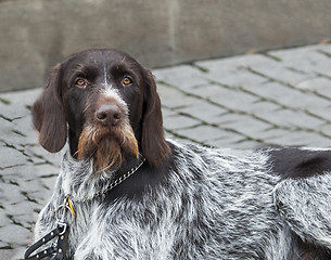 Image showing Dog