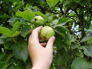 Image showing Apple