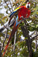 Image showing Scarlet Macaw