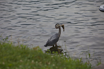 Image showing Great Blue Heron- successful fishing