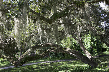 Image showing Mysterious Spanish Moss