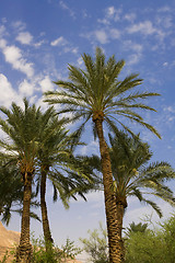 Image showing Palm-trees