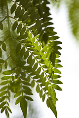 Image showing Texture of Acacia leaves.