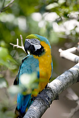 Image showing  Blue-and-yellow Macaw - Ara ararauna