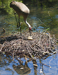 Image showing Redheaded crane