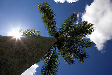 Image showing palm tree 