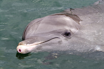 Image showing Dolfin swiming in resort pool