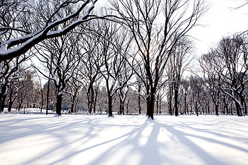 Image showing Central Park, New York. Beautiful park in beautiful city. 