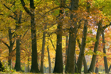 Image showing Autumn park