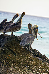 Image showing Caribbean sea. Pelicans sitting on a rock 