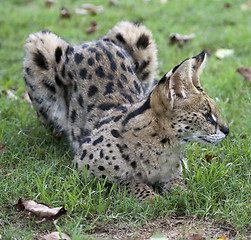 Image showing African Wild Cat