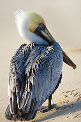 Image showing Pelican is walking on a shore