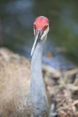 Image showing Redheaded crane 