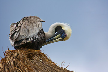 Image showing Pelican sitting on strow roof