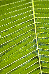 Image showing Texture of Acacia leaves.