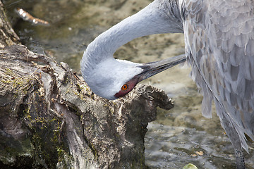 Image showing Redheaded crane 