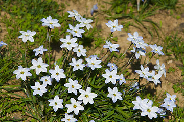 Image showing Summer field  with wild daisys