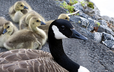 Image showing Mother Goose with her babies
