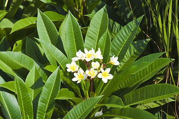 Image showing Beautiful flowers of Israel,