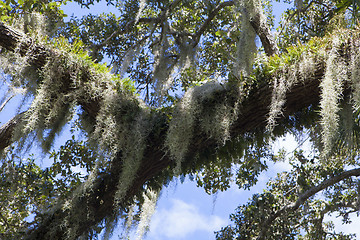 Image showing Mysterious Spanish Moss