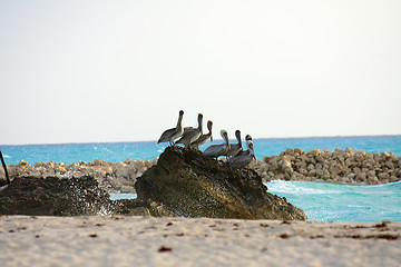 Image showing Caribbean sea. Pelicans sitting on a rock 